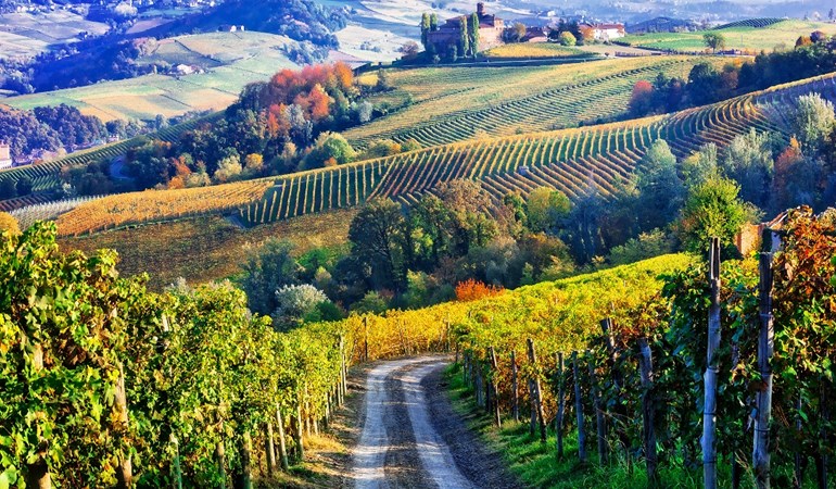 טעימת יינות מפיימונטה - צפון איטליה